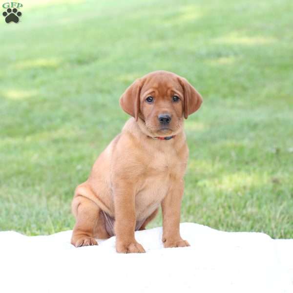 Diane, Fox Red Labrador Retriever Puppy